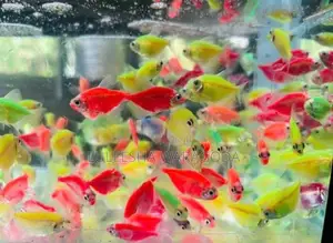 Glow Tetra Fish