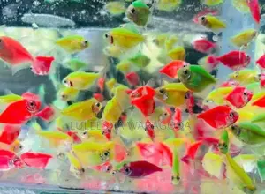 Glow Tetra Fish