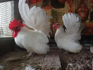 Japanese Bantam Chickens