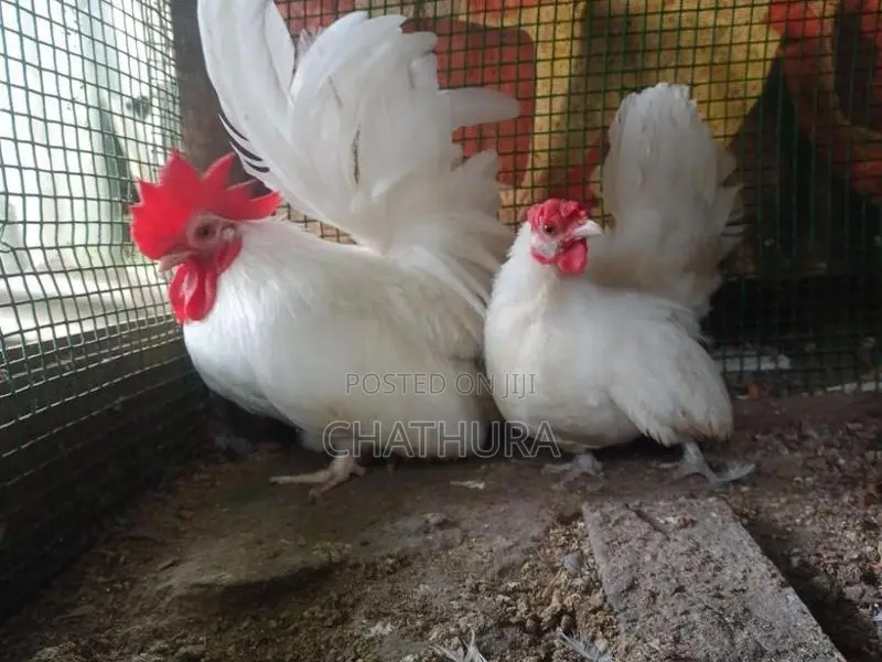Japanese Bantam Chickens