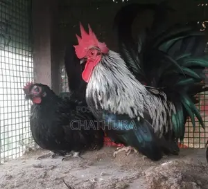 Japanese Bantam Chickens