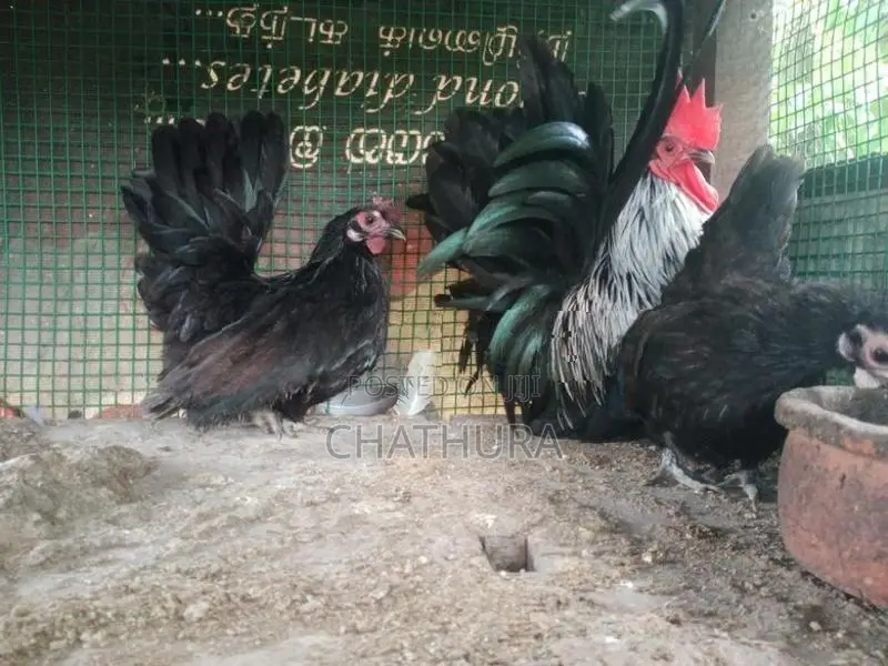Japanese Bantam Chickens