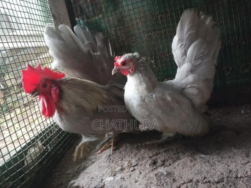 Japanese Bantam Chickens
