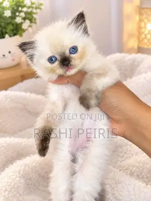 Persian Kittens