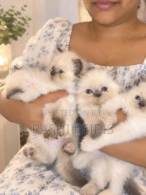 Persian Kittens