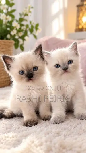 Persian Kittens
