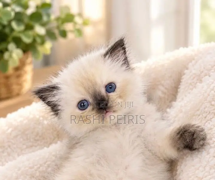 Persian Kittens