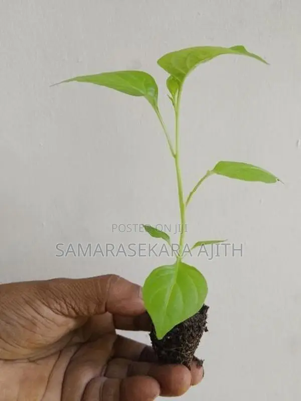 Scotch Bonnet Dark Green