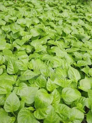 Scotch Bonnet Dark Green