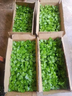 Scotch Bonnet Dark Green