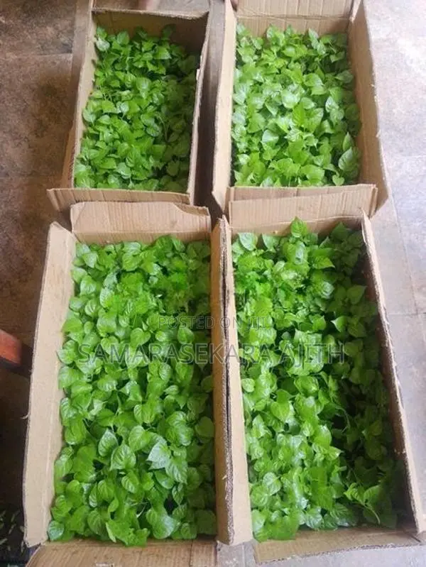Scotch Bonnet Dark Green