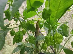 Scotch Bonnet Dark Green