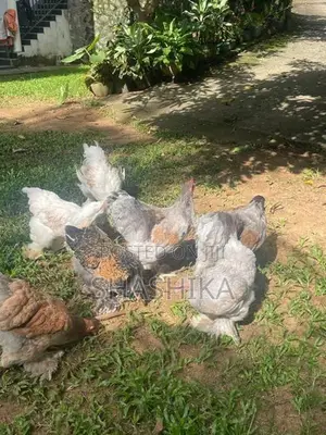 උසස් තත්ත්වයේ මාස 4 පමණ බ්‍රාහ්මා (Brahma) කුකුළන්