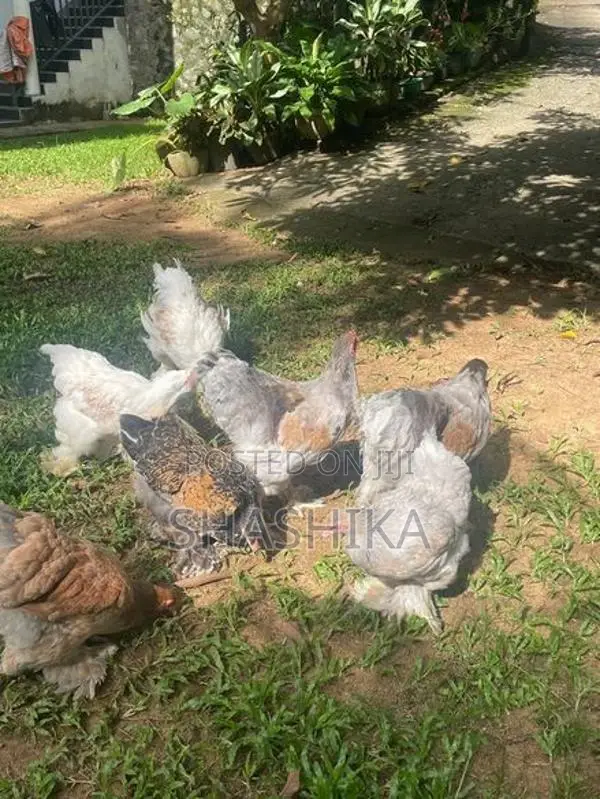 උසස් තත්ත්වයේ මාස 4 පමණ බ්‍රාහ්මා (Brahma) කුකුළන්