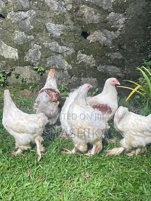 උසස් තත්ත්වයේ මාස 4 පමණ බ්‍රාහ්මා (Brahma) කුකුළන්