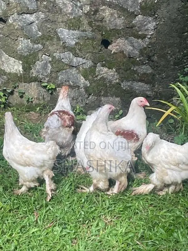 උසස් තත්ත්වයේ මාස 4 පමණ බ්‍රාහ්මා (Brahma) කුකුළන්