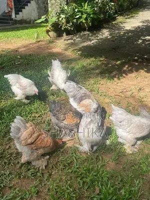 උසස් තත්ත්වයේ මාස 4 පමණ බ්‍රාහ්මා (Brahma) කුකුළන්