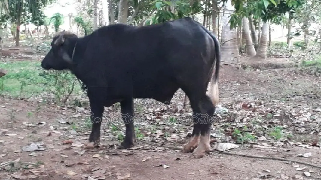 මී ගවයෙක් විකිනීම