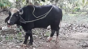 මී ගවයෙක් විකිනීම