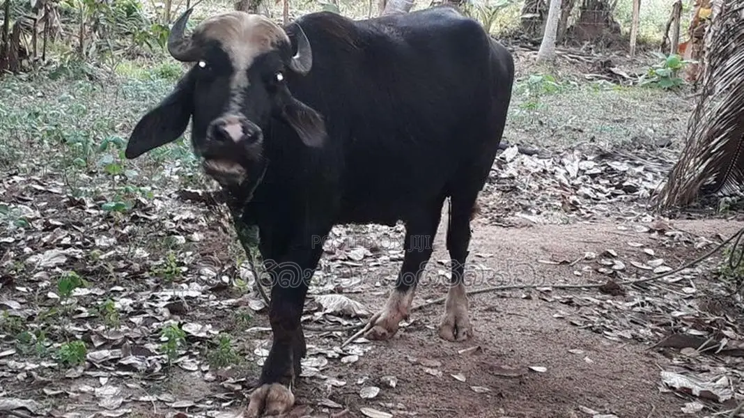 මී ගවයෙක් විකිනීම