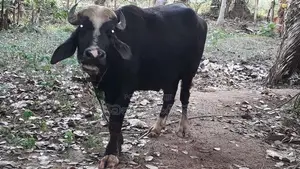 මී ගවයෙක් විකිනීම