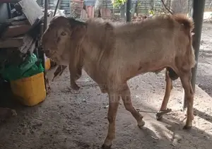 Livestock