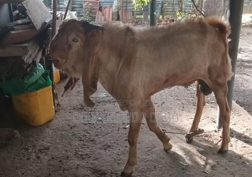 Livestock