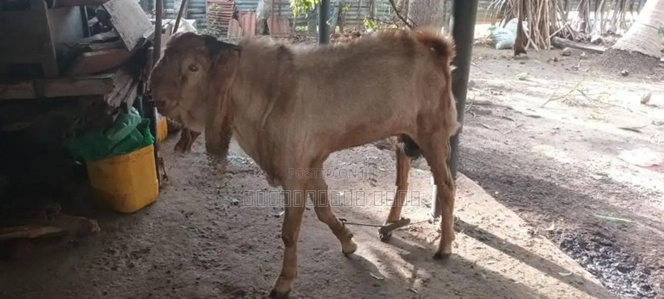 Livestock
