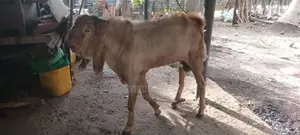 Livestock
