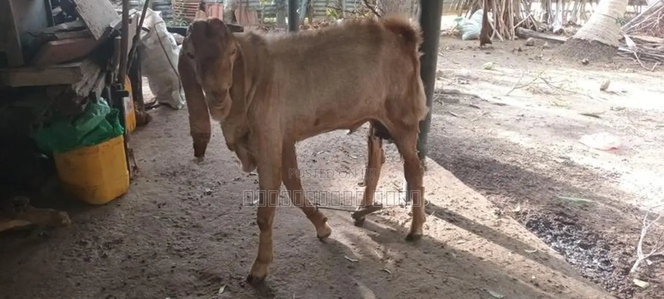 Livestock