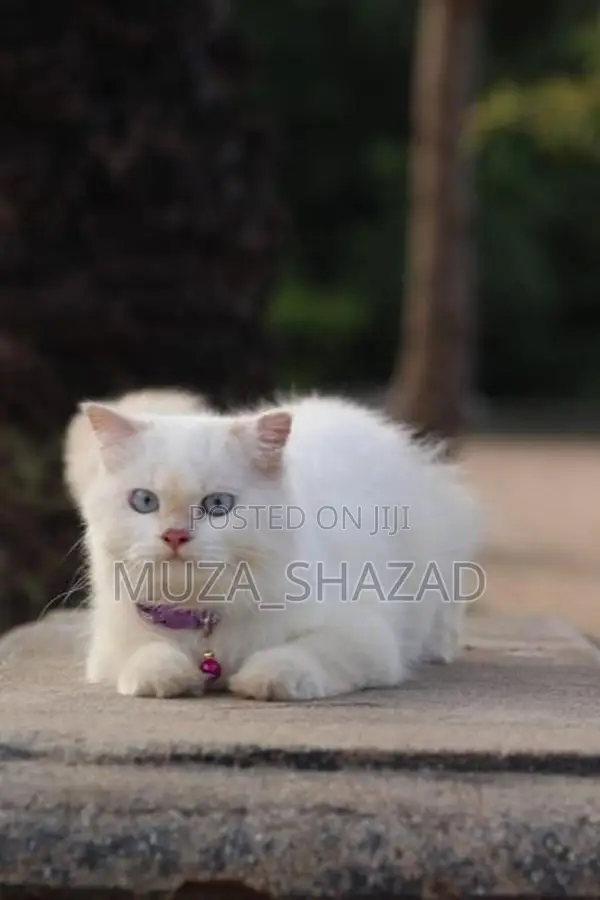Persian Cat