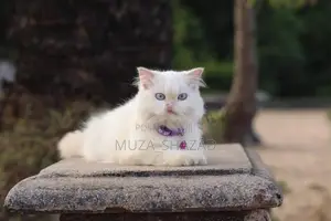 Persian Cat