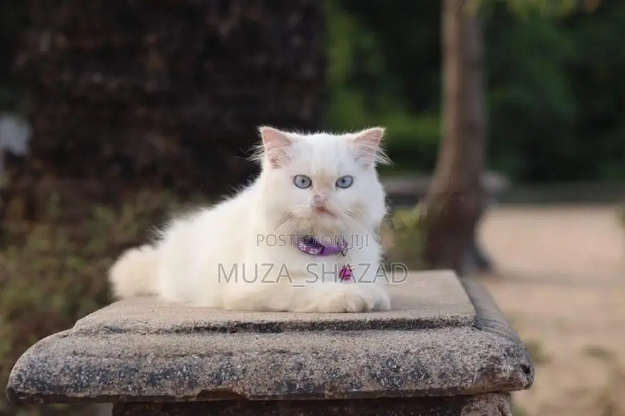 Persian Cat