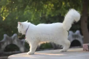 Persian Cat