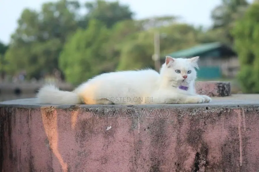 Persian Cat