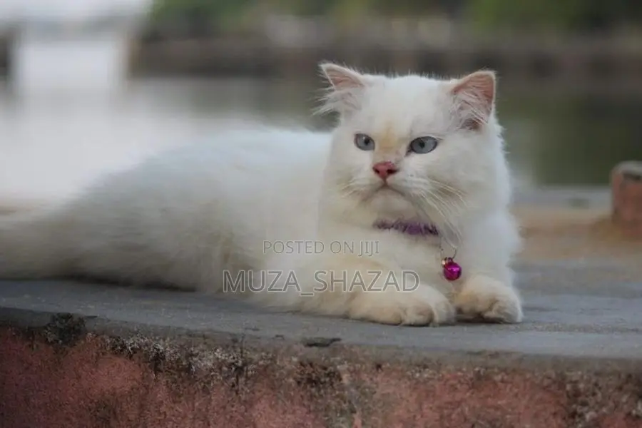 Persian Cat