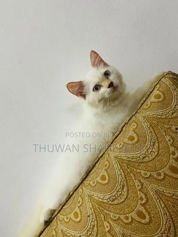 Female White Persian Cat