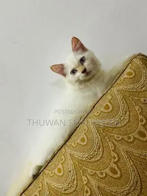Female White Persian Cat
