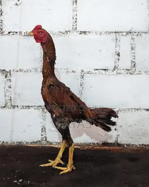 Aseel Rooster