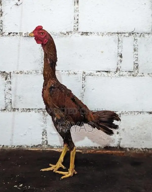 Aseel Rooster