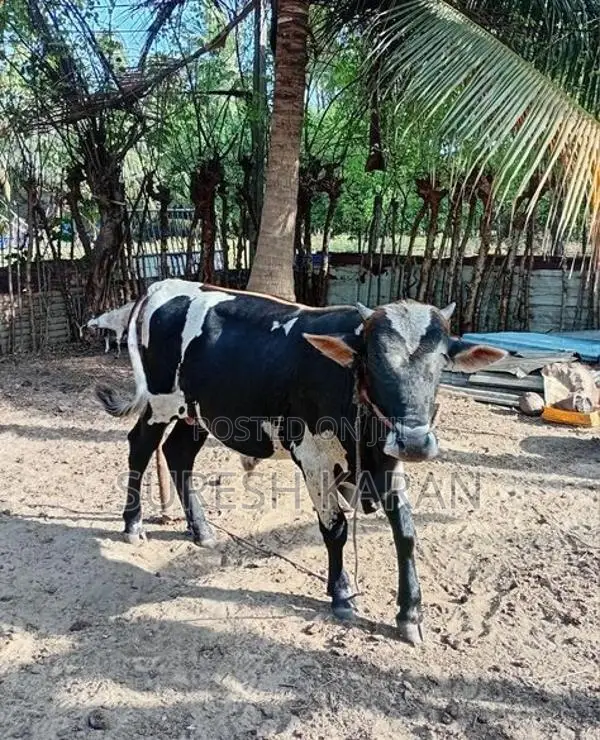 Livestock