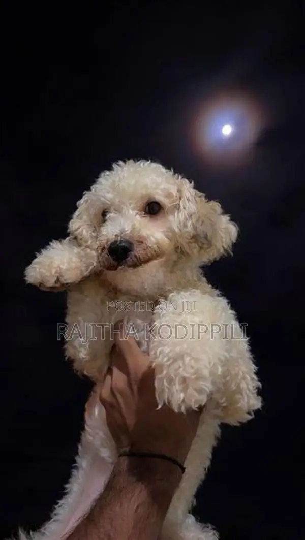 Toy Poodles Puppies