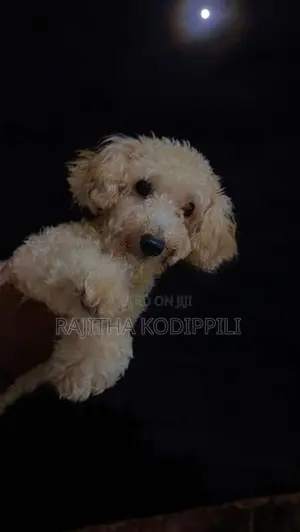 Toy Poodles Puppies