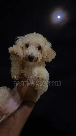 Toy Poodles Puppies