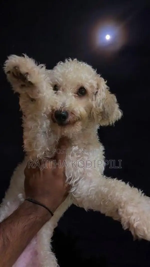 Toy Poodles Puppies