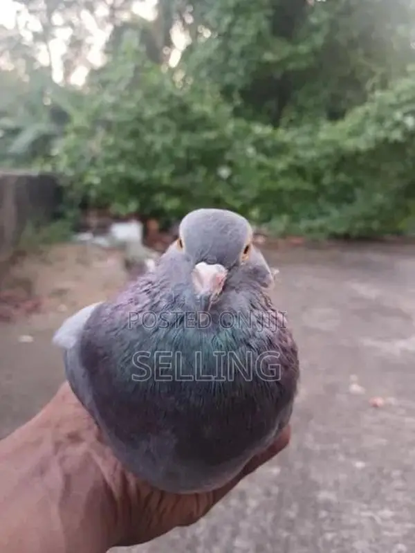 පරවියන්
