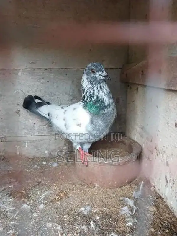 පරවියන්