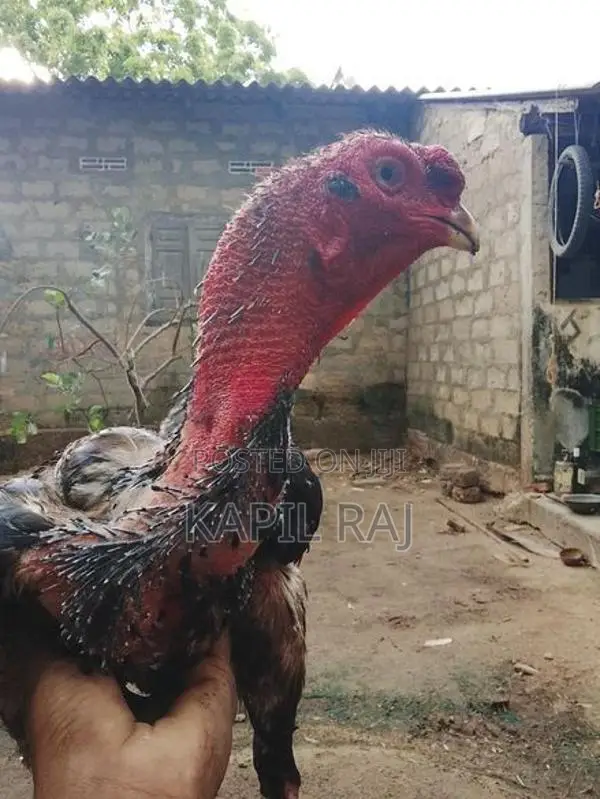 Velladiyan Rooster