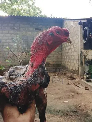 Velladiyan Rooster