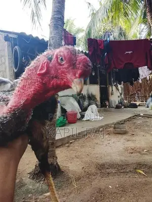Velladiyan Rooster